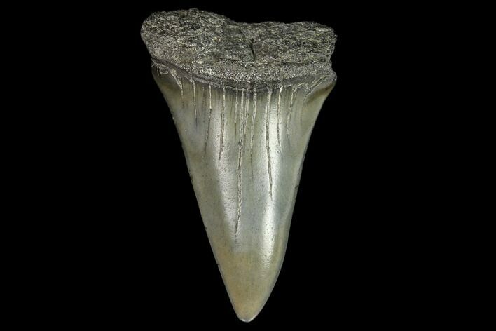 Fossil Mako Shark Tooth - South Carolina #128755